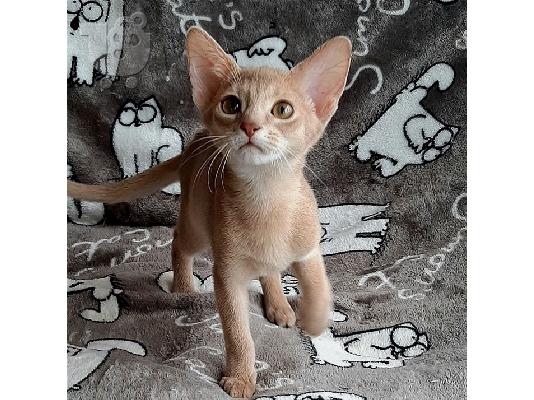 PoulaTo: Διαθέσιμα Abyssinian Kittens